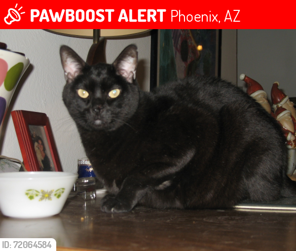 Lost Male Cat last seen 12th street & peoria ave, Phoenix, AZ 85028