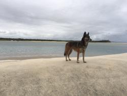 Lost Female Dog last seen Redbank Motorway Industrial est, Redbank, QLD 4301