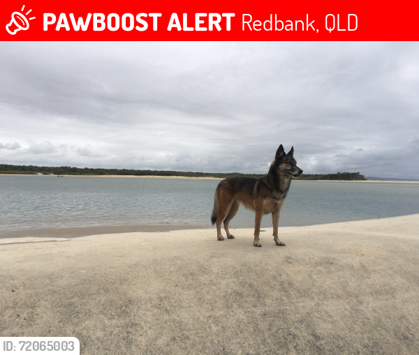 Lost Female Dog last seen Redbank Motorway Industrial est, Redbank, QLD 4301