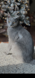 Lost Male Cat last seen Stockdale and Jenkins , Bakersfield, CA 93314