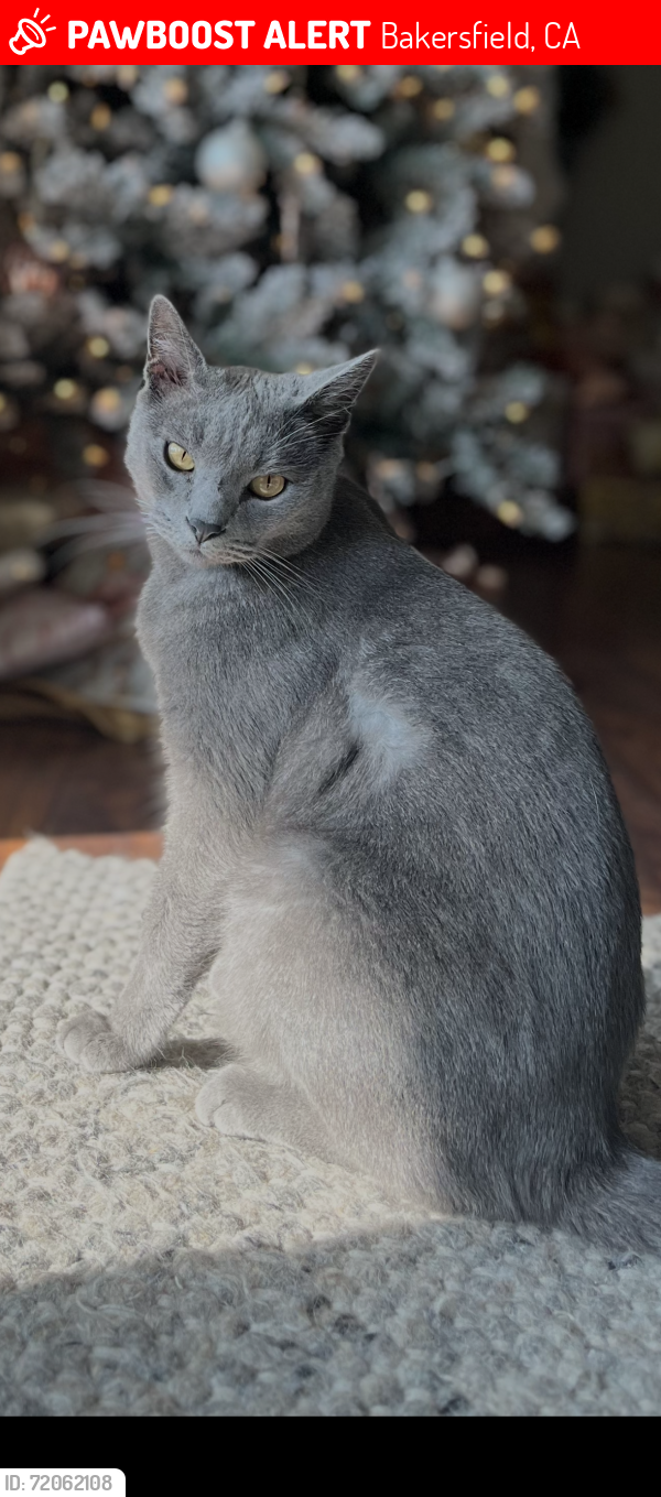 Lost Male Cat last seen Stockdale and Jenkins , Bakersfield, CA 93314
