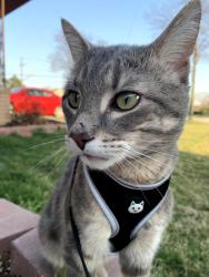 Lost Male Cat last seen SE Corner of 15 Mile and Ryan, Sterling Heights, MI 48310