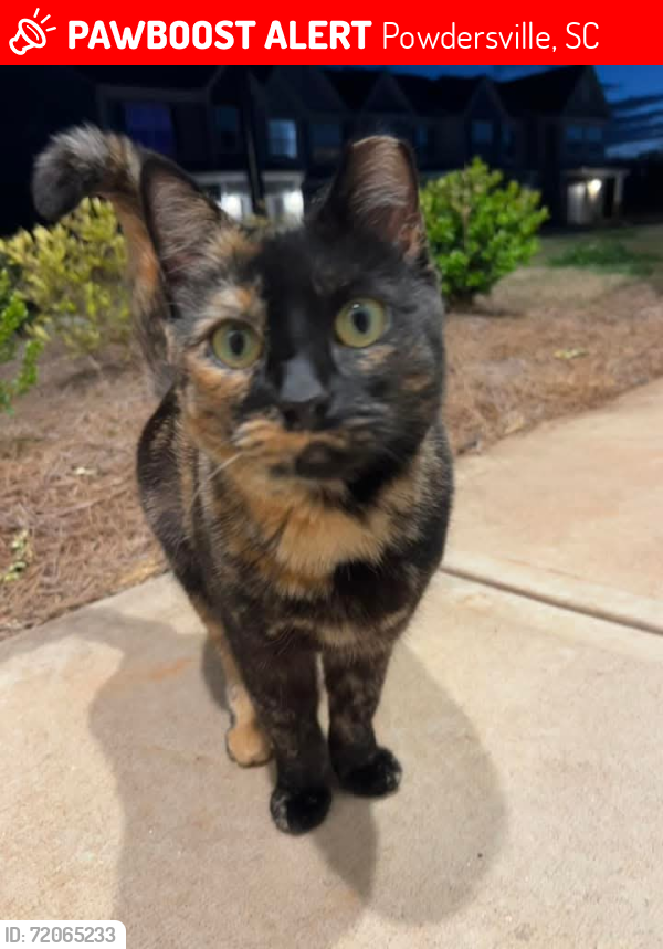 Lost Female Cat last seen Heritage Trace /Slates/Arbor Mill, Powdersville, SC 29673