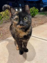 Lost Female Cat last seen Heritage Trace /Slates/Arbor Mill, Powdersville, SC 29673