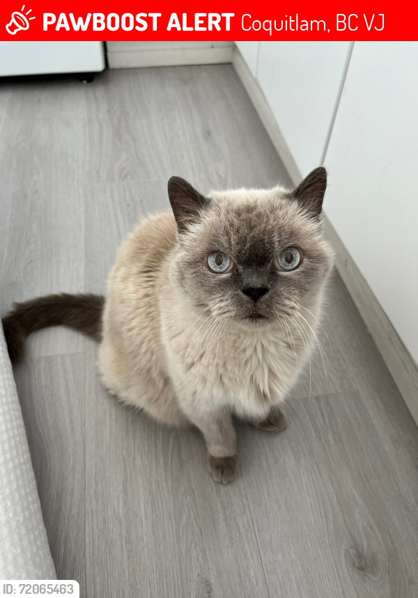 Lost Male Cat last seen Mountain View Elementary School, Smith Ave, Cottonwood Ave, Florence St, Coquitlam, BC V3J