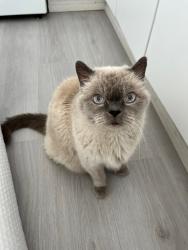 Lost Male Cat last seen Mountain View Elementary School, Smith Ave, Cottonwood Ave, Florence St, Coquitlam, BC V3J