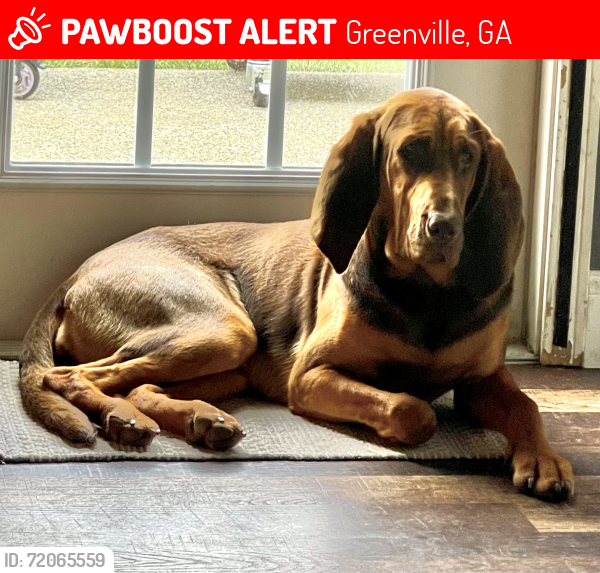 Lost Female Dog last seen Near Tidwell Nursery in Greenville, GA, Greenville, GA 30222