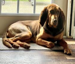 Lost Female Dog last seen Near Tidwell Nursery in Greenville, GA, Greenville, GA 30222