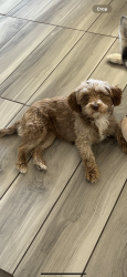 Lost Female Dog last seen Del Rey area, Las Cruces, NM 88012