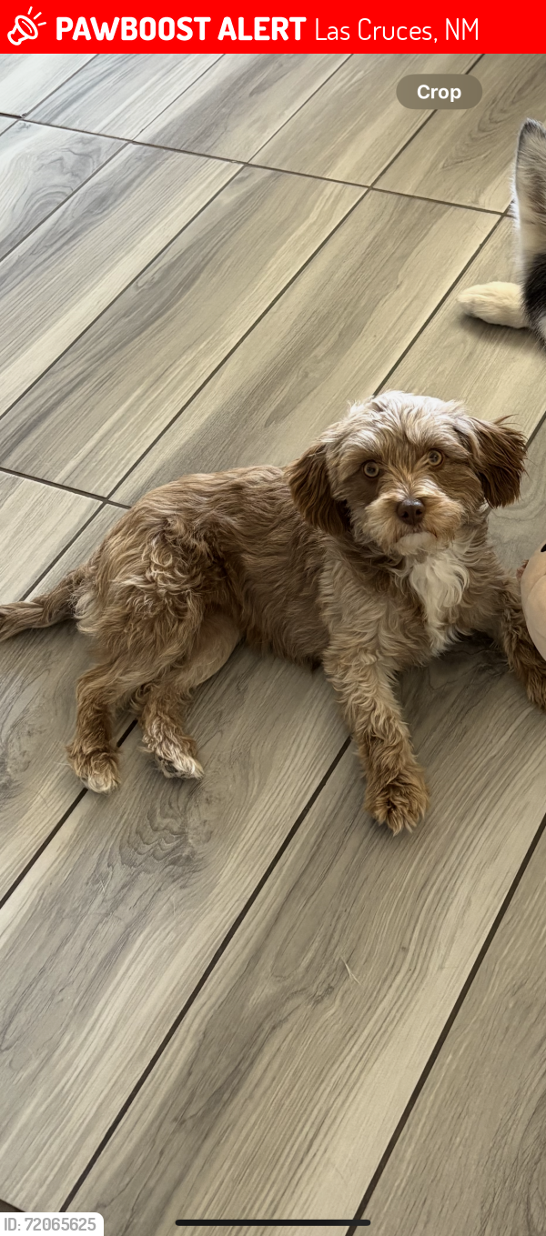 Lost Female Dog last seen Del Rey area, Las Cruces, NM 88012