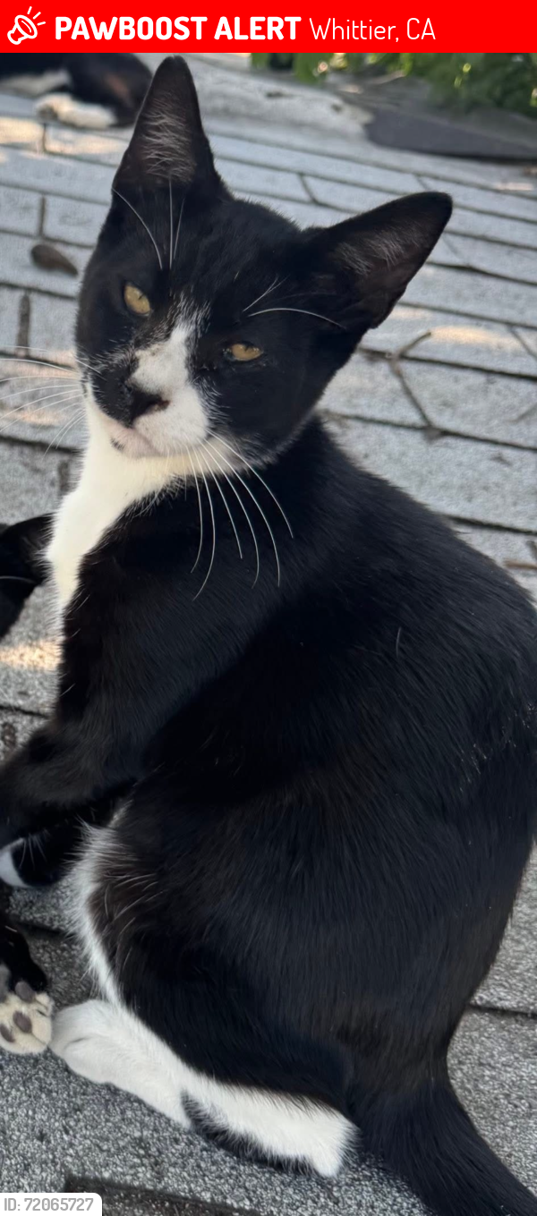 Lost Male Cat last seen Cedarcliff, y st, broadway, , Whittier, CA 90606