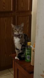Lost Female Cat last seen San Dimas Ave, & San Ramon Dr, Oceanside, CA 92057