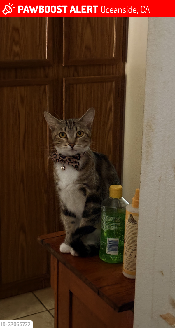 Lost Female Cat last seen San Dimas Ave, & San Ramon Dr, Oceanside, CA 92057