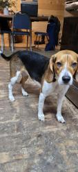 Lost Female Dog last seen Trout Road/Moss Creek Road, Northern Cambria, PA 15714