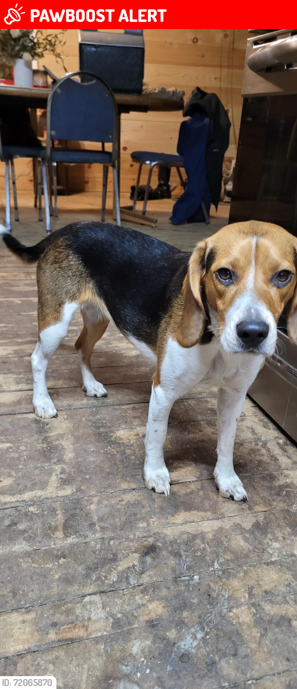 Lost Female Dog last seen Trout Road/Moss Creek Road, Northern Cambria, PA 15714