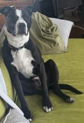 Lost Male Dog last seen Pulaski and 24 Th, Chicago, IL 60623