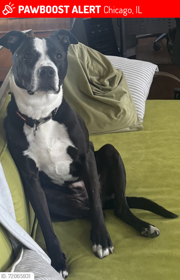 Lost Male Dog last seen Pulaski and 24 Th, Chicago, IL 60623