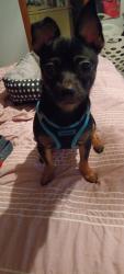 Lost Male Dog last seen Johnson Town Road & Brannon Road, Zebulon, NC 27597