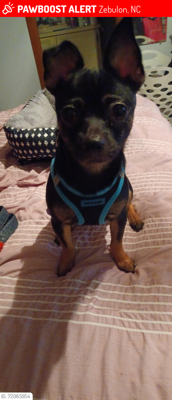 Lost Male Dog last seen Johnson Town Road & Brannon Road, Zebulon, NC 27597