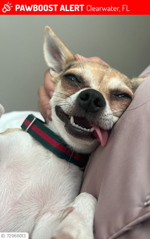 Lost Female Dog last seen Keene and gulf to bay blvd , Clearwater, FL 33764