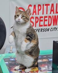 Lost Female Cat last seen HH/Brown Station, Columbia, MO 65202