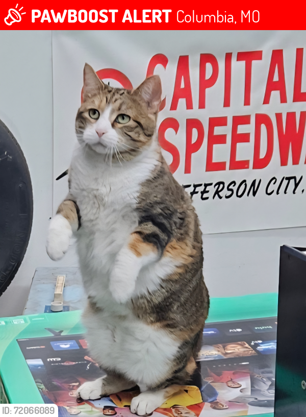 Lost Female Cat last seen HH/Brown Station, Columbia, MO 65202