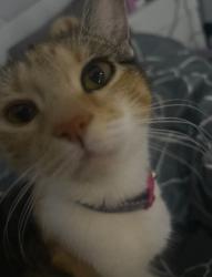 Lost Female Cat last seen Samarai rd whalan , Whalan, NSW 2770