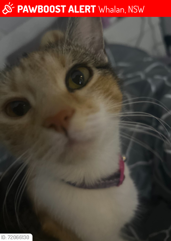 Lost Female Cat last seen Samarai rd whalan , Whalan, NSW 2770