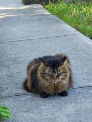 Lost Male Cat last seen 6th Court North, Loxahatchee Groves, FL 33470