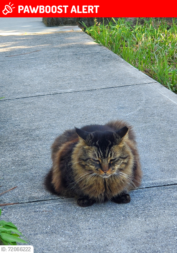 Lost Male Cat last seen 6th Court North, Loxahatchee Groves, FL 33470
