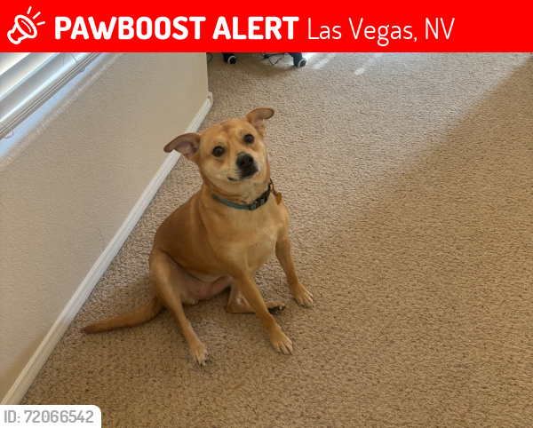Lost Female Dog last seen Los Prados Golf & county Club, Las Vegas, NV 89130