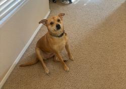 Lost Female Dog last seen Los Prados Golf & county Club, Las Vegas, NV 89130