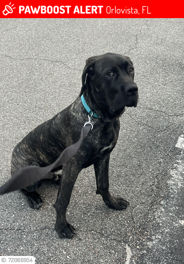 Lost Male Dog last seen Old winter garden in Hiawassee Road, Orlovista, FL 32835