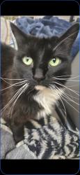 Lost Female Cat last seen NEON STEEET ON TRAMWAY AND INDIAN SCHOOL, Albuquerque, NM 87112
