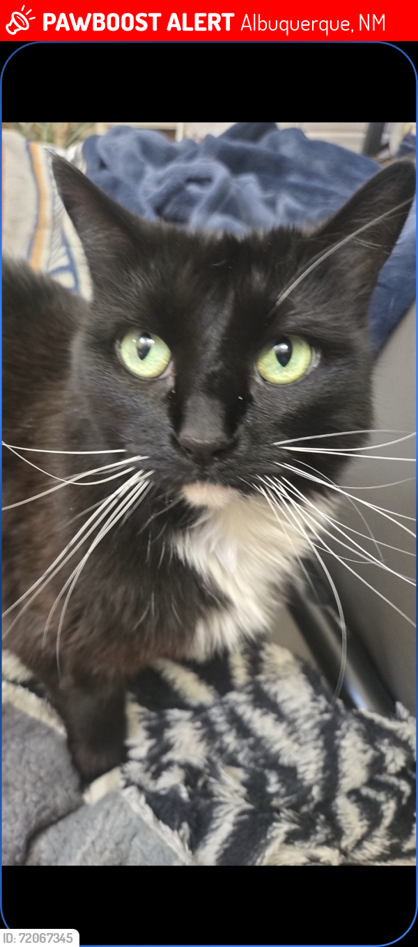 Lost Female Cat last seen NEON STEEET ON TRAMWAY AND INDIAN SCHOOL, Albuquerque, NM 87112