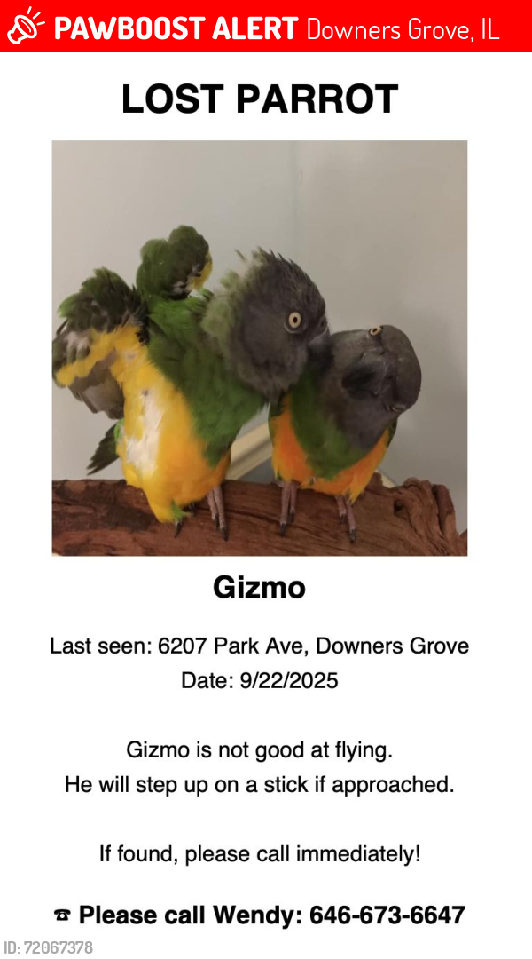 Lost Male Bird last seen Park/63rd, Downers Grove, IL 60516