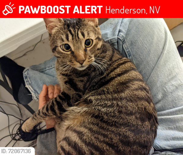 Lost Female Cat last seen Wigwam Pkwy and Bosco Pl, Henderson, NV 89074