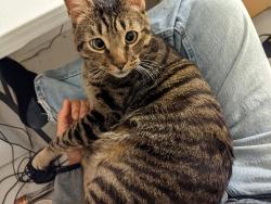 Lost Female Cat last seen Wigwam Pkwy and Bosco Pl, Henderson, NV 89074