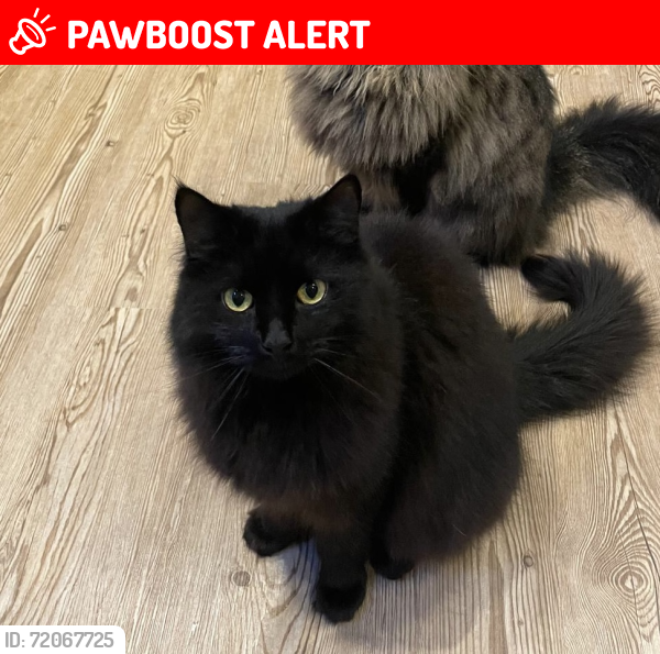 Lost Male Cat last seen Chelsfield grove, Greater Manchester, England M21 7SU
