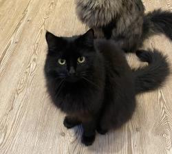 Lost Male Cat last seen Chelsfield grove, Greater Manchester, England M21 7SU