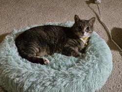 Lost Female Cat last seen Manor Way, Lynnwood, WA 98036