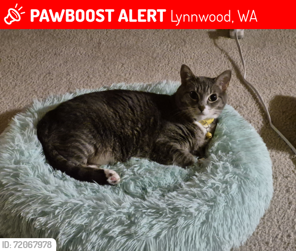 Lost Female Cat last seen Manor Way, Lynnwood, WA 98036