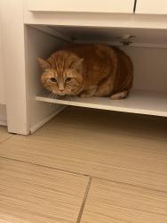 Lost Male Cat last seen Discovery Place Kids-Huntersville , Huntersville, NC 28078