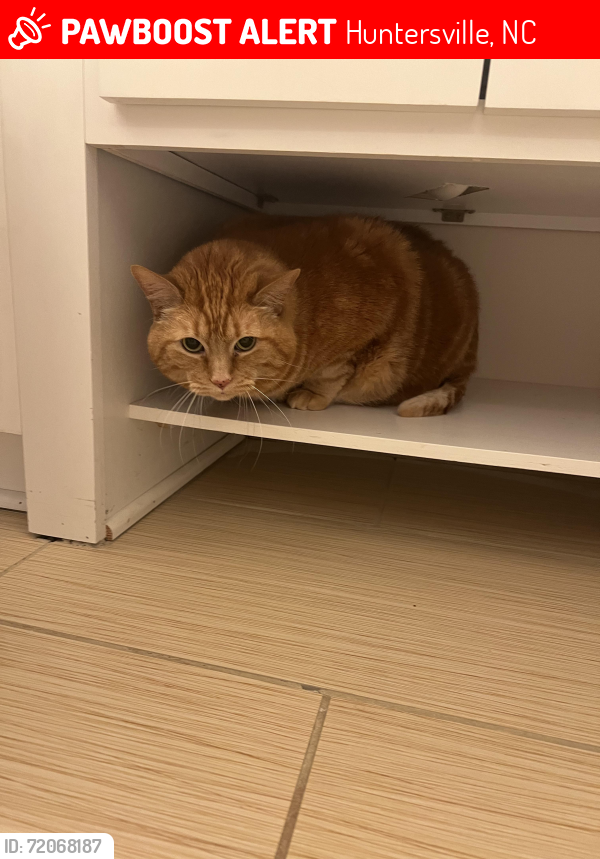 Lost Male Cat last seen Discovery Place Kids-Huntersville , Huntersville, NC 28078