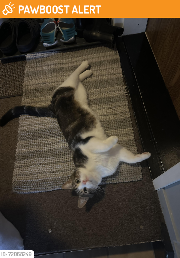 Found/Stray Unknown Cat last seen Global Excel, Sherbrooke, QC J1M 1J3