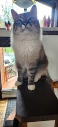 Lost Male Cat last seen Upper omalley, Anchorage, AK 99507