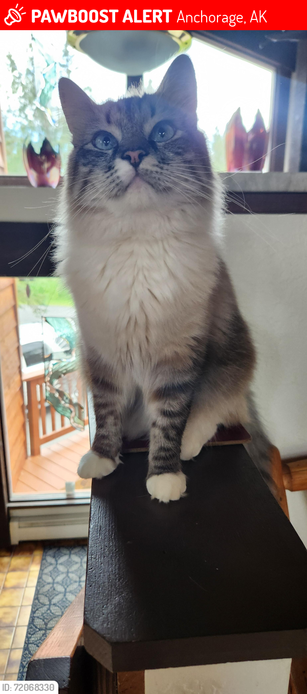 Lost Male Cat last seen Upper omalley, Anchorage, AK 99507