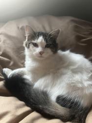 Lost Male Cat last seen King Crossing Neighbourhood, Harris County, TX 77493