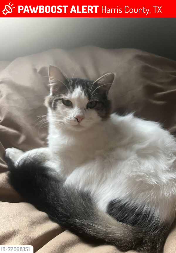 Lost Male Cat last seen King Crossing Neighbourhood, Harris County, TX 77493