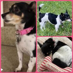 Lost Female Dog last seen Brushy Creek Community Center, Round Rock, TX 78681